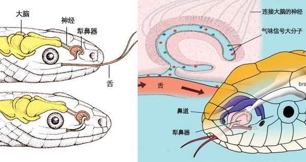 上图:蛇口腔顶部的犁鼻器(Jacobson’s Organ)。这是蛇除了鼻子以外的另一个嗅觉器官,蛇以分叉舌头在空气中收集气味分子或少许土的样本,然后再送回犁鼻器,用这种方法「嗅」出味道,看起来像是在「吃土」(创三14)或「舔土」(弥七17)