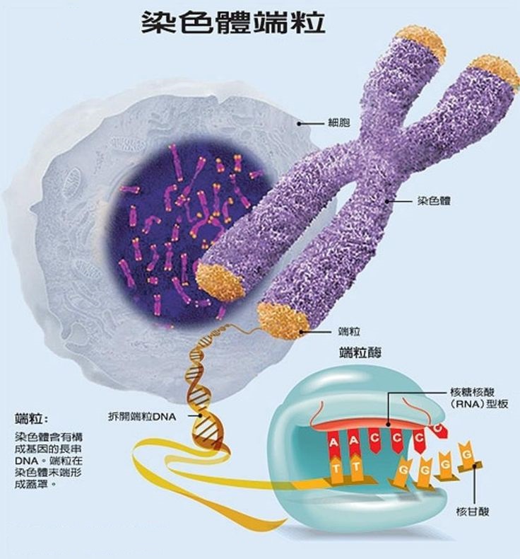 上图:染色体端粒(Telomere)和端粒酶(Telomerase)。人体的每个器官都由许多细胞组成,每个细胞的寿命都是有限的,必须分裂产生新的细胞来补充已死的细胞。当没有足够的新细胞补充已死的细胞时,器官就会逐渐衰竭,最终导致死亡。因此,单个细胞的寿命和细胞分裂的次数决定了人类的平均寿命。 1、人体单个细胞的寿命是有限的:细胞在生命过程中,DNA遗传物质的损伤和代谢过程中的废物积累到一定程度,会导致细胞的正常功能受损。这时为了防止发生癌变,细胞会自动启动被称为细胞凋亡(Apoptosis)的「程序性死亡(Programmed Cell Death)」。在大洪水之前,没有那么多污染和宇宙射线,单个细胞的寿命会比较长。 2、细胞分裂次数是有限的:端粒(Telomere)是染色体末端的DNA重复碱基对,作用是保持染色体的完整性和控制细胞分裂周期,作用相当于鞋带两端的「帽子」。 细胞每分裂一次,DNA就要复制一次,端粒就会缩短一点。一旦端粒消耗殆尽,细胞将会启动凋亡机制。端粒酶(Telomerase)可以把端粒修复延长,让端粒不会因细胞分裂而损耗,增加细胞分裂复制的次数。但在正常人体细胞中,端粒酶的活性受到相当严密的调控,只有在造血细胞、干细胞和生殖细胞中才具有活性。在大洪水之前,神只要控制端粒的长度或端粒酶的活性,就可以延长人的寿命。 3、人并不能通过激活端粒酶来达到长寿,因为端粒酶过多会导致癌症,癌细胞就是不会停止分裂的细胞;端粒酶太少会降低人体正常的再生能力,同样会导致癌症。只有神有能力精心调控端粒酶,掌管人的寿命。 4、正如正常功能受损的细胞会自动启动「程序性死亡」,以免成为不死的癌细胞,影响整个人体的生存。被罪污染的人也会启动「程序性死亡」,以免「恶人活千年」,整个神的创造被败坏,因此「死又是从罪来的」(罗五12)。